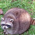 Darkthorne's Avatar'