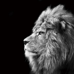 Aneizi's Avatar'