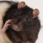 RattFeet's Avatar'