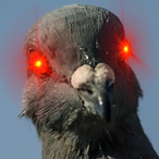 A_Tired_Pigeon's Avatar'
