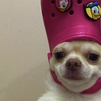 KindaShinda.IS's Avatar'