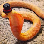 Sneaky.LickSnek's Avatar'