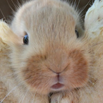 BaileytheWolf's Avatar'