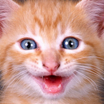 My_Fig_Cat_Bock's Avatar'