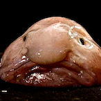 The-Blobfish's Avatar'