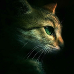 MastaMatna's Avatar'