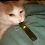 skinnysquirrel's Avatar'