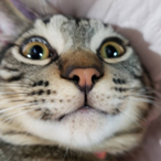 rpadronetuo's Avatar'