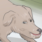 Drooling_Doggo's Avatar'