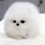 FloofyDoofi's Avatar'