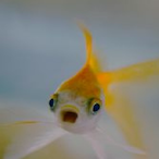 GlamorousGuppy's Avatar'