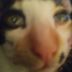 Sircontroll's Avatar'