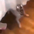 POTATO TREE7's Avatar'