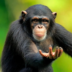 Monkeman.IU's Avatar'