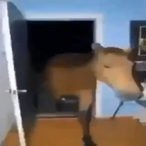 RanchLover75's Avatar'