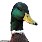 baptoupack's Avatar'