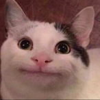 t0rt4._.p0und3r's Avatar'