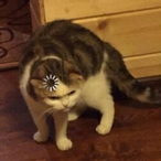 I_Grantelbart_l's Avatar'