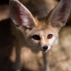LateNightFox's Avatar'