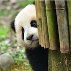 LurkingPanda's Avatar'
