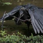 HeronOfDeath's Avatar'