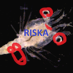 Ciglu_Object907's Avatar'