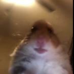 KoniKaboni's Avatar'