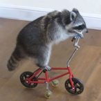 gearbear556's Avatar'