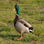 DUCKMASTER66's Avatar'