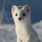iceweasel's Avatar'