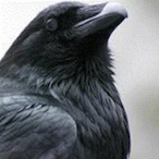 Big-raven's Avatar'