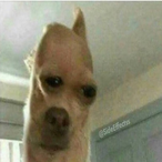 Terry_crews_idol's Avatar'