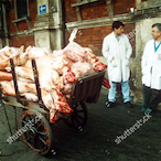 ProcureTheMeat's Avatar'