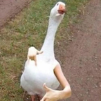 abghun7er's Avatar'