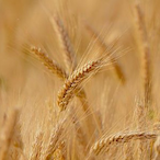 littlegamer1997's Avatar