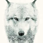 starwolf.IBRN's Avatar'