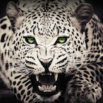 Krado.'s Avatar'
