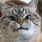 KangaBuII's Avatar'