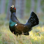 TheCapercaillie's Avatar'