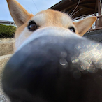 phantommeiying's Avatar'