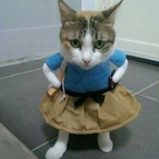 IAmABoySheIsCat's Avatar'