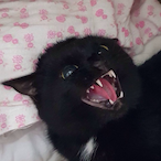 IspitBubbIes's Avatar'