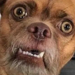 madgorilla747's Avatar'