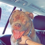 mrmightyshat's Avatar'