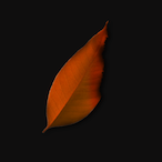Cerrenlol's Avatar'