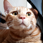 MY_CAT_KAWAI's Avatar'