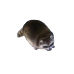 TheBabyCoo's Avatar'