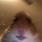BOATMUKKY's Avatar'
