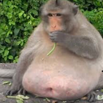UncleFattyThicc's Avatar'