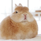seuqi's Avatar'